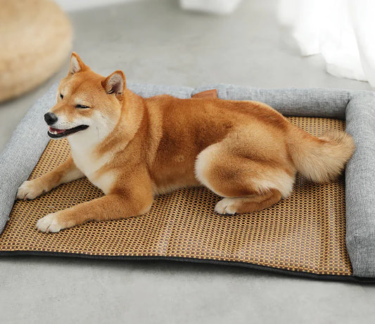 Universal Pet Sofa for All Seasons